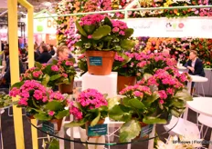 KP Holland: "For the Kalanchoe you can come to us for any pot size! With our genetics, we are betting on being able to fill any pot and we select for that".